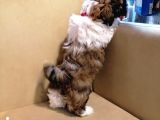 Anne Altından Sıfır Burun Shih Tzu Yavrular