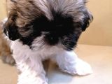 Anne Altından Sıfır Burun Shih Tzu Yavrular