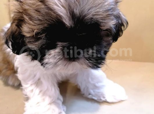 Anne Altından Sıfır Burun Shih Tzu Yavrular görsel