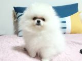 Pomeranian Boo Yavruları