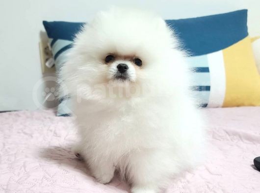 Pomeranian Boo Yavruları