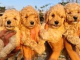 Anne Altından Toy Poodle