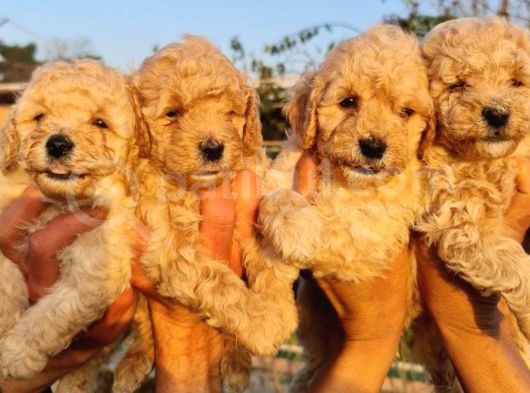 Anne Altından Toy Poodle