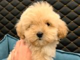 2 Aylık Erkek Ve Dişi Maltipoo