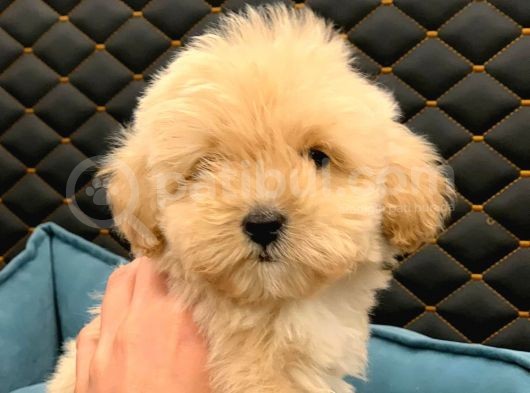 2 Aylık Erkek Ve Dişi Maltipoo görsel