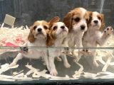 Son Derece Asil Cavalier King Charles Yavruları