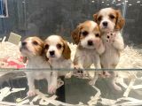 Son Derece Asil Cavalier King Charles Yavruları