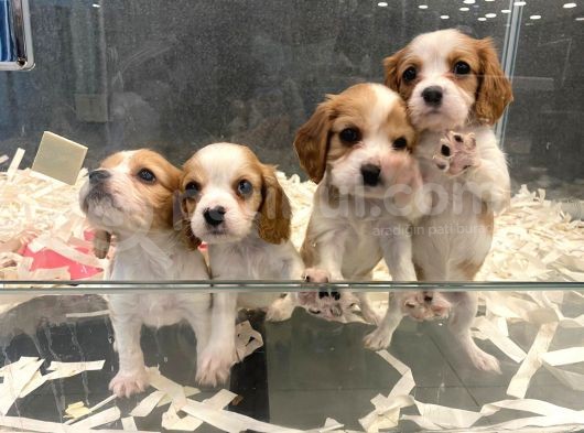 Son Derece Asil Cavalier King Charles Yavruları görsel