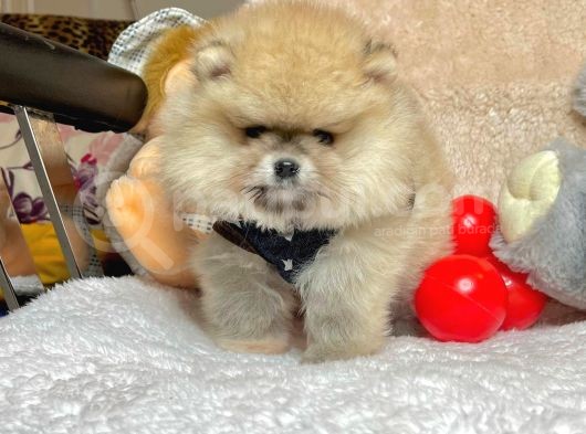 Safkan Pomerani̇an Boo Yavrularımız görsel