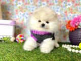 Safkan Pomerani̇an Boo Yavrularımız