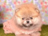 Safkan Pomerani̇an Boo Yavrularımız