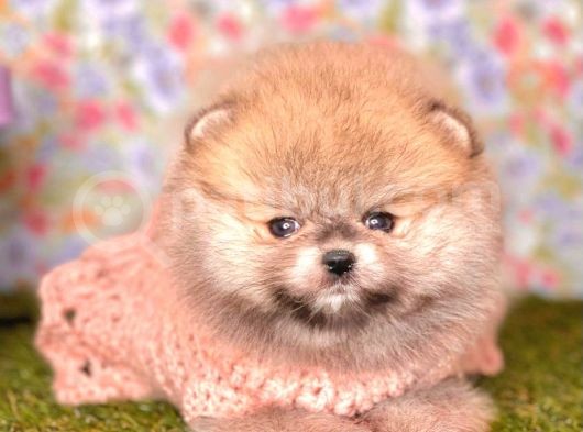Safkan Pomerani̇an Boo Yavrularımız görsel