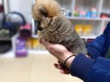 Orijinal Pomeranian Boo Teddy Bear Dişi
