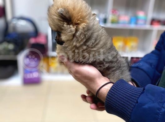 Orijinal Pomeranian Boo Teddy Bear Dişi görsel