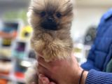 Orijinal Pomeranian Boo Teddy Bear Dişi