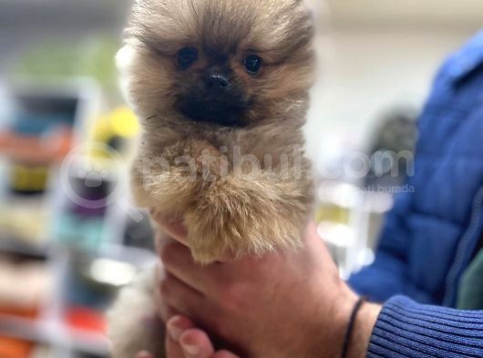 Orijinal Pomeranian Boo Teddy Bear Dişi