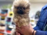 Orijinal Pomeranian Boo Teddy Bear Dişi