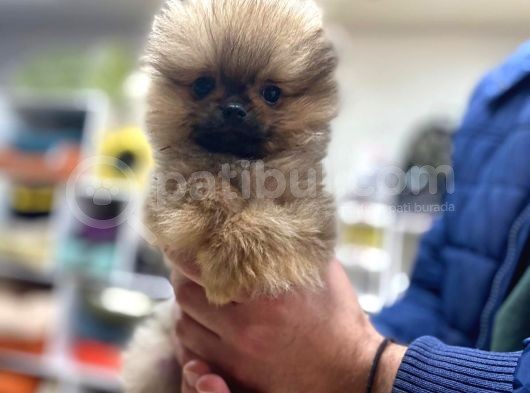 Orijinal Pomeranian Boo Teddy Bear Dişi görsel