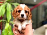 2 Aylık Erkek ve Dişi Cavalier King Charles Yavrular