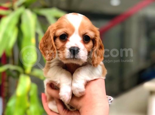 2 Aylık Erkek Ve Dişi Cavalier King Charles Yavrular