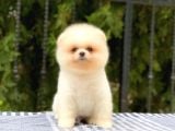 Orijinal Pomeranian Teddy Face