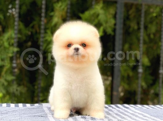 Orijinal Pomeranian Teddy Face