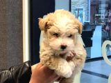 A Kalite Maltipoo Dişi
