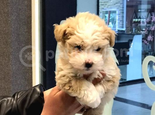 A Kalite Maltipoo Dişi