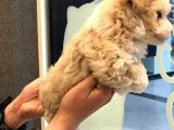 A Kalite Maltipoo Dişi