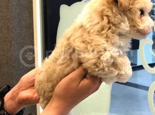 A Kalite Maltipoo Dişi görsel