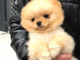 1.5 Yaşında Orijinal Pomeranian Erkek