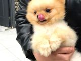 1.5 Yaşında Orijinal Pomeranian Erkek