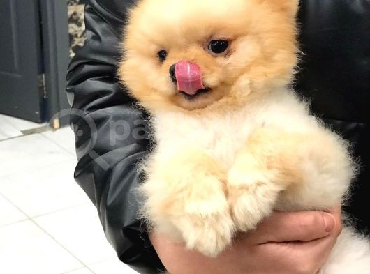 1.5 Yaşında Orijinal Pomeranian Erkek görsel