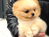 1.5 Yaşında Orijinal Pomeranian Erkek