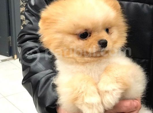 1.5 Yaşında Orijinal Pomeranian Erkek görsel