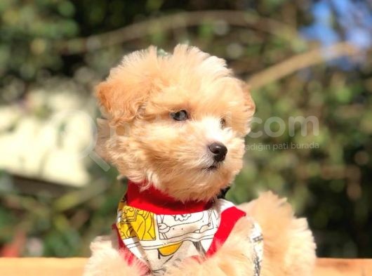 2 Aylık Erkek Ve Dişi Maltipoo görsel