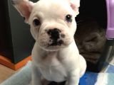 50 Günlük Dünya Tatlısı French Bulldog Yavrumuz