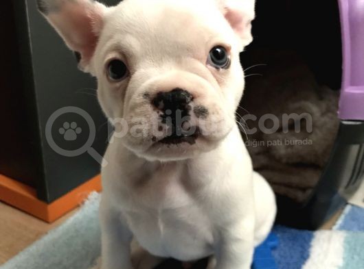 50 Günlük Dünya Tatlısı French Bulldog Yavrumuz görsel
