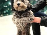 7 Aylık Orijinal Toy Poodle