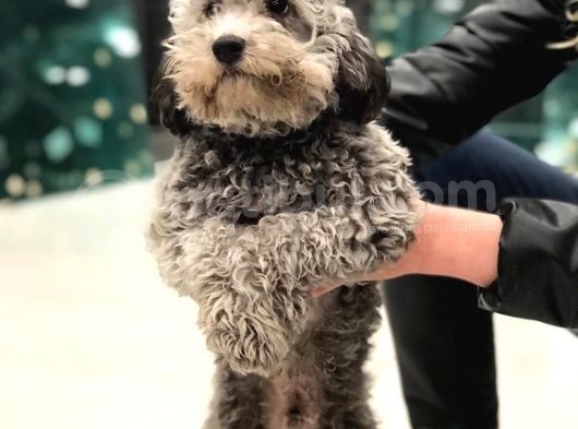 7 Aylık Orijinal Toy Poodle