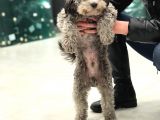 7 Aylık Orijinal Toy Poodle