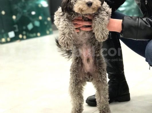 7 Aylık Orijinal Toy Poodle görsel