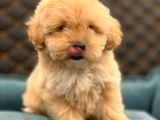 2 Aylık Erkek ve Dişi Maltipoo
