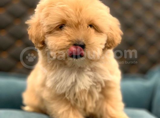 2 Aylık Erkek Ve Dişi Maltipoo