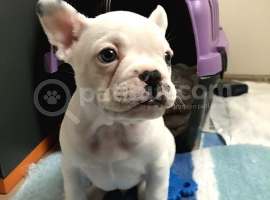 50 Günlük Dünya Tatlısı French Bulldog Yavrumuz görsel