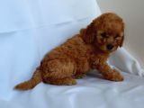 Irk Garantili Toy Poodle