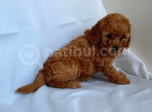 Irk Garantili Toy Poodle görsel