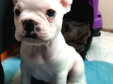 50 Günlük Dünya Tatlısı French Bulldog Yavrumuz