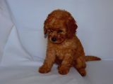 Irk Garantili Toy Poodle