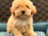 2 Aylık Erkek Ve Dişi Maltipoo